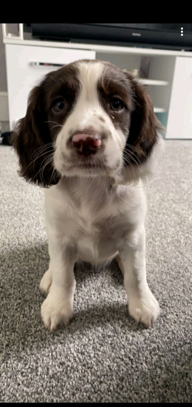 springer spaniels for sale yorkshire